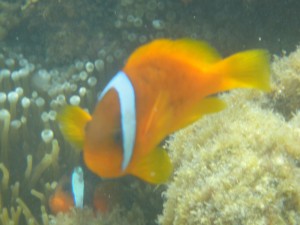 DSC01130